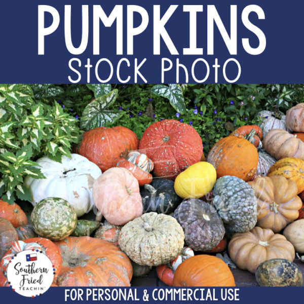 Jazz up your blog posts, social media, and cover photos with this eye-catching stock photo of pumpkins, which is perfect for fall and autumn! It is perfect for the teacherpreneur and can be used for personal or commercial use. 