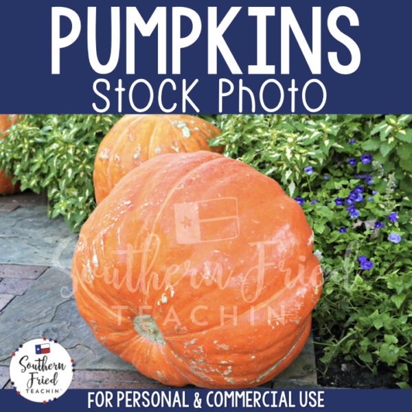 Jazz up your blog posts, social media, and cover photos with this eye-catching stock photo of pumpkins, which is perfect for fall and autumn! It is perfect for the teacherpreneur and can be used for personal or commercial use. 