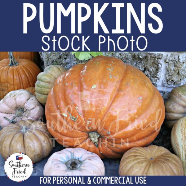 Jazz up your blog posts, social media, and cover photos with this eye-catching stock photo of pumpkins, which is perfect for fall and autumn! It is perfect for the teacherpreneur and can be used for personal or commercial use. 